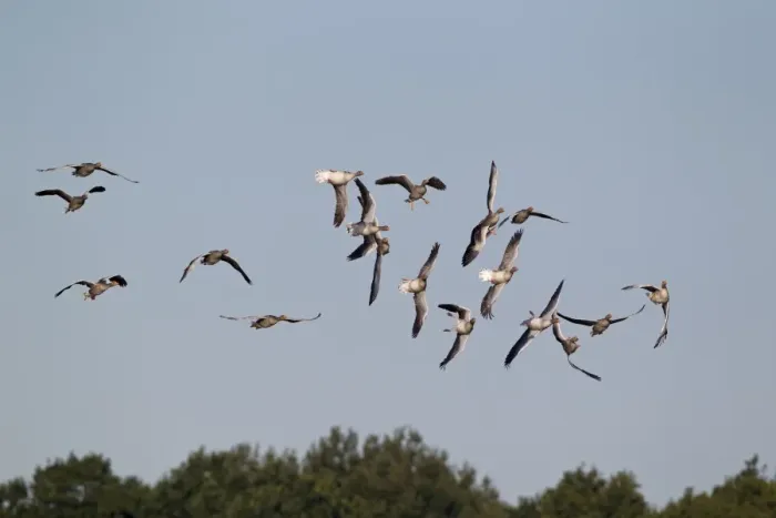 Framed Print : Greylag Goose (Anser anser) flock, whiffling in flight, Minsmere RSPB Reserve, Suffolk, England, september (composite image) Framed Print : Greylag Goose (Anser anser) flock, whiffling in flight, Minsmere RSPB Reserve, Suffolk, England, september (composite image)