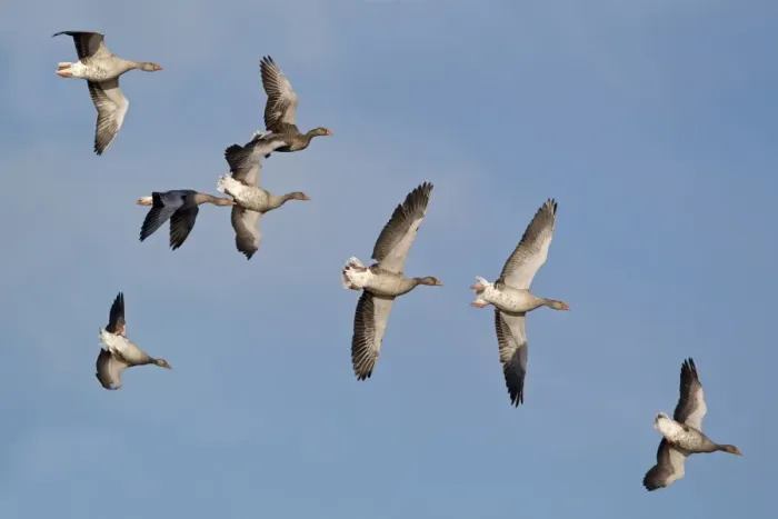 Framed Print : Greylag Goose (Anser anser) flock, whiffling in flight, Minsmere RSPB Reserve, Suffolk, England, september (composite image) Framed Print : Greylag Goose (Anser anser) flock, whiffling in flight, Minsmere RSPB Reserve, Suffolk, England, september (composite image)