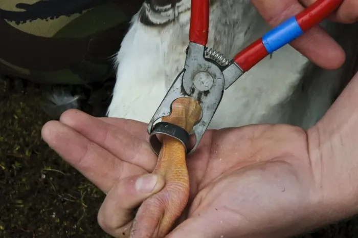 Framed Print : Greylag Goose (Anser anser) leg being fitted with metal ring by bird ringer, during annual goose roundup Framed Print : Greylag Goose (Anser anser) leg being fitted with metal ring by bird ringer, during annual goose roundup