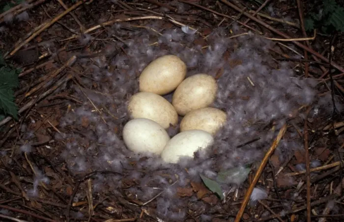 Framed Print : Greylag Goose (Anser anser) Nest containing six eggs Framed Print : Greylag Goose (Anser anser) Nest containing six eggs