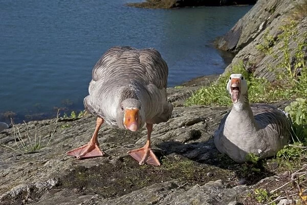 Greylag Goose (Anser anser) x Domestic Goose (Anser anser domesticus) hybrids, adult pair, hissing and defending nest