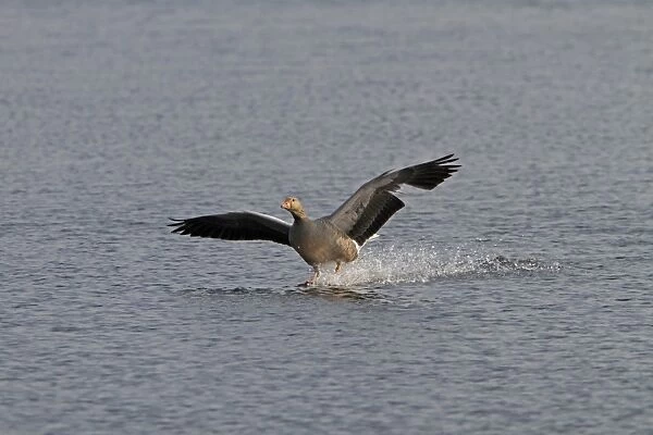 Greylag goose coming into land