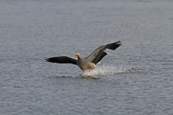 Framed Print : Greylag goose coming into land Framed Print : Greylag goose coming into land