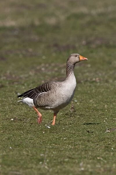 Greylag Goose at Lackford Lakes Nature Reserve Suffolk
