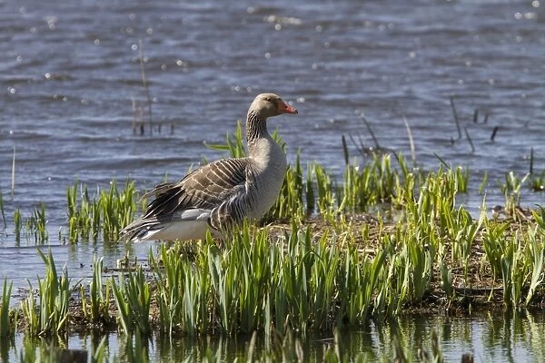 Greylag Goose - Minsmere spring