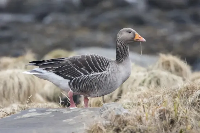 Framed Print : Greylag Goose on sea shore, Jura Scotland Framed Print : Greylag Goose on sea shore, Jura Scotland