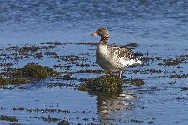 Greylag Goose standing on seaweed, Jura, Scotland
