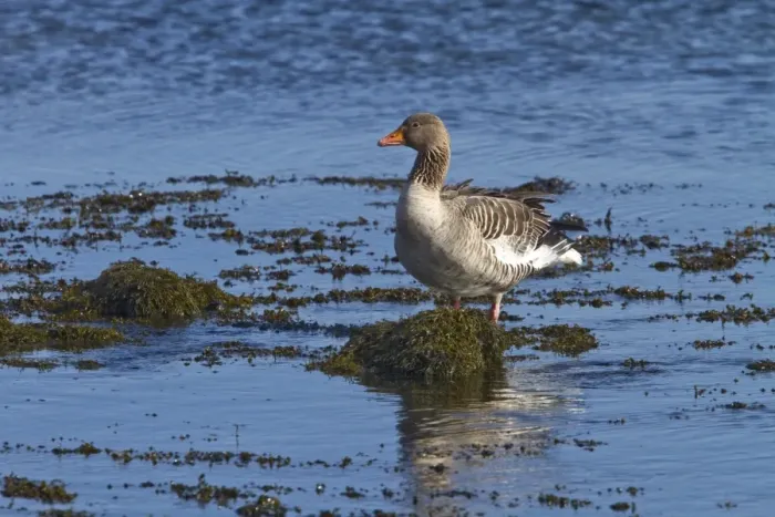 Framed Print : Greylag Goose standing on seaweed, Jura, Scotland Framed Print : Greylag Goose standing on seaweed, Jura, Scotland