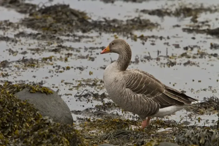 Framed Print : Greylag goose standing on seaweed - Scotland Framed Print : Greylag goose standing on seaweed - Scotland