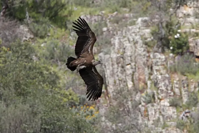 Framed Print : Griffon Vulture in flight and carrying nesting matteral - Monfrague Spain