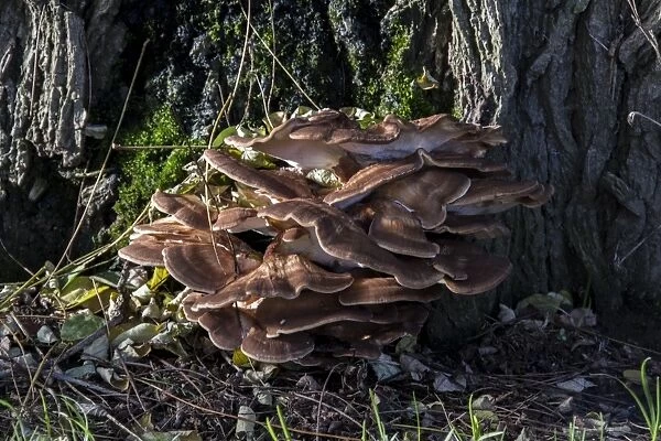 Grifola frondosa is a polypore mushroom that grows in clusters at the base of trees such as this one