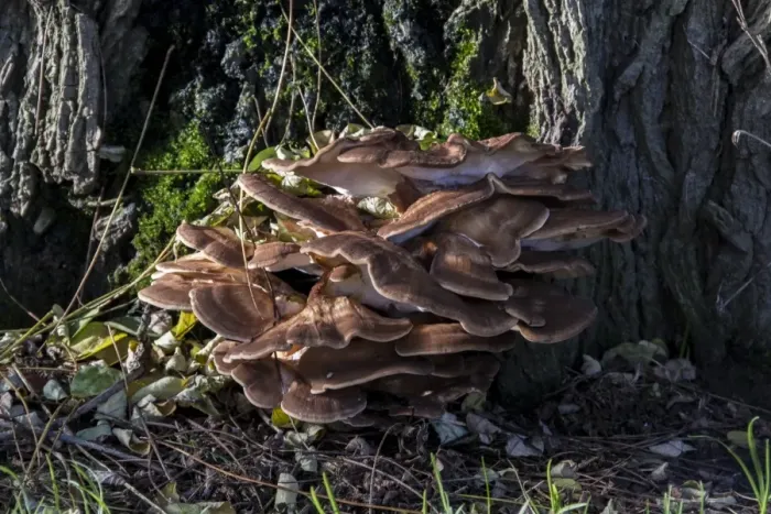 Framed Print : Grifola frondosa is a polypore mushroom that grows in clusters at the base of trees such as this one Framed Print : Grifola frondosa is a polypore mushroom that grows in clusters at the base of trees such as this one