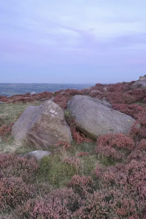 Framed Print : Gritstone rocks on heather moorland at dusk, Ilkley Moor (SSSI), Rombalds Moor, Ilkley, Wharfedale, West Yorkshire, England, september Framed Print : Gritstone rocks on heather moorland at dusk, Ilkley Moor (SSSI), Rombalds Moor, Ilkley, Wharfedale, West Yorkshire, England, september