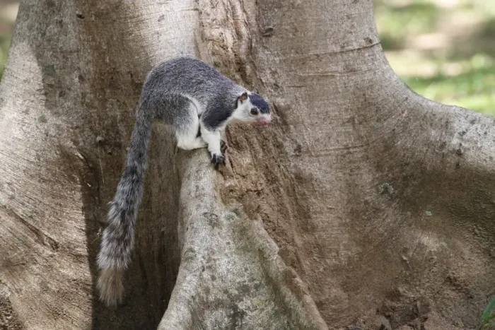 Framed Print : Grizzled Giant Squirrel (Ratufa macroura) adult, at base of tree trunk, Polonnaruwa, Sri Lanka, February Framed Print : Grizzled Giant Squirrel (Ratufa macroura) adult, at base of tree trunk, Polonnaruwa, Sri Lanka, February