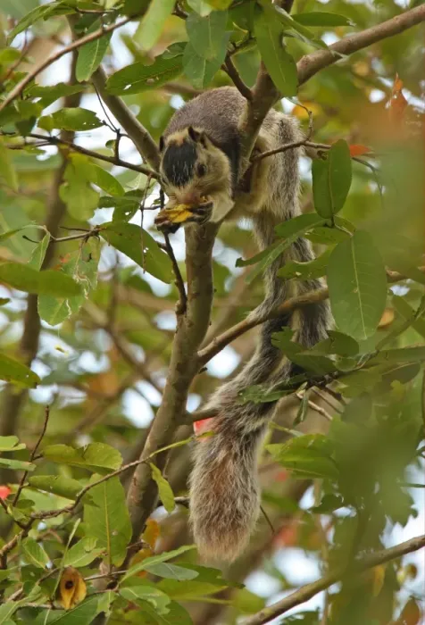 Framed Print : Grizzled Giant Squirrel (Ratufa macroura) adult, feeding on fruit in tree, Sri Lanka, december Framed Print : Grizzled Giant Squirrel (Ratufa macroura) adult, feeding on fruit in tree, Sri Lanka, december