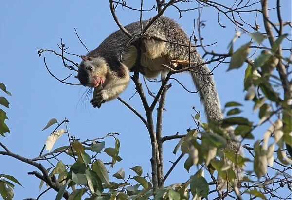 Grizzled Giant Squirrel (Ratufa macroura) adult, feeding, biting through stem of fruit in tree, Sri Lanka, december