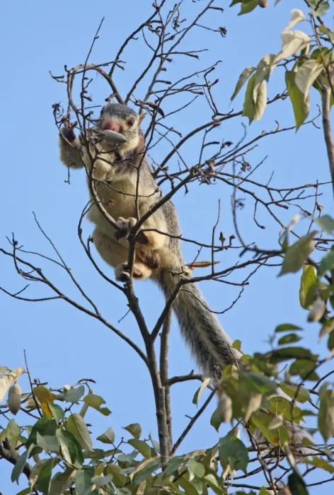 Framed Print : Grizzled Giant Squirrel (Ratufa macroura) adult, feeding on fruit in tree, Sri Lanka, december Framed Print : Grizzled Giant Squirrel (Ratufa macroura) adult, feeding on fruit in tree, Sri Lanka, december
