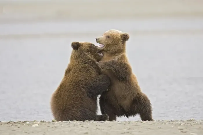 Framed Print : Grizzly Bear (Ursus arctos) two cubs, play-fighting beside water, Alaska, U. S. A Framed Print : Grizzly Bear (Ursus arctos) two cubs, play-fighting beside water, Alaska, U. S. A