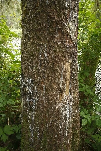 Grizzly Bear (Ursus arctos horribilis) claw scratch marks on Sitka Spruce (Picea sitchensis)