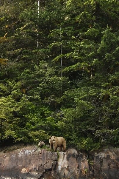Grizzly Bear (Ursus arctos horribilis) adult female and cub, feeding on sedges in temperate coastal rainforest habitat
