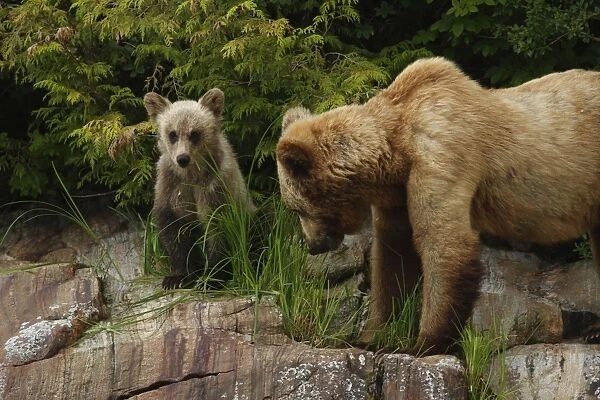 Grizzly Bear (Ursus arctos horribilis) adult female and cub, feeding on sedges in temperate coastal rainforest