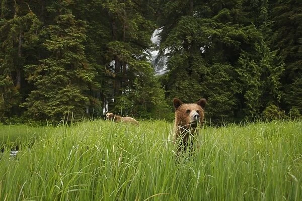 Grizzly Bear (Ursus arctos horribilis) adult female and cub, standing in clearing of temperate coastal rainforest