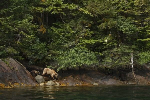 Grizzly Bear (Ursus arctos horribilis) adult female and cub, walking on shoreline in temperate coastal rainforest