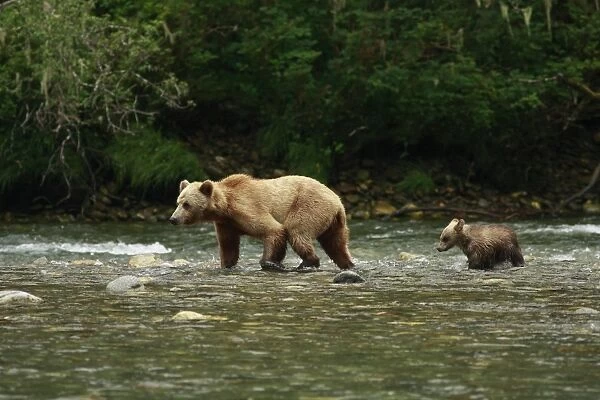 Grizzly Bear (Ursus arctos horribilis) adult female and cub, crossing river in temperate coastal rainforest