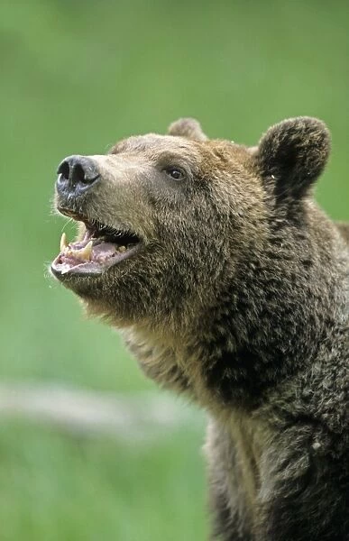 Grizzly Bear (Ursus arctos horribilis) adult male, close-up of head, mouth open