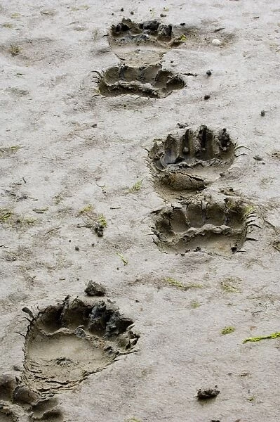 Grizzly Bear (Ursus arctos horribilis) footprints in mud, Katmai N. P. Alaska, U. S. A. august