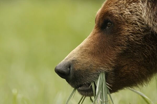 Grizzly Bear (Ursus arctos horribilis) adult, close-up of head, feeding on sedges in clearing of temperate coastal