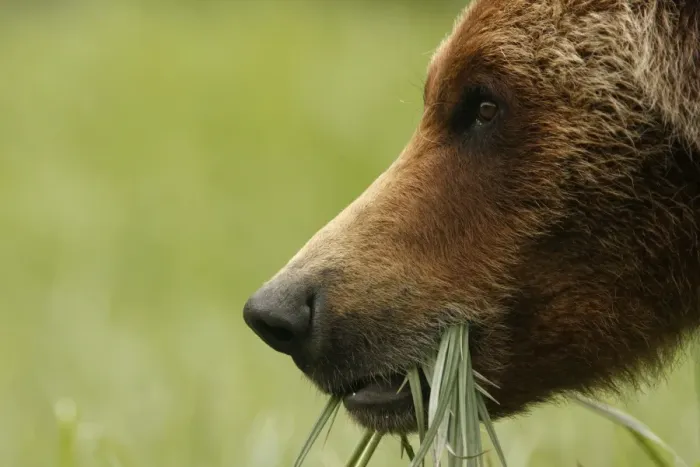 Framed Print : Grizzly Bear (Ursus arctos horribilis) adult, close-up of head, feeding on sedges in clearing of temperate coastal