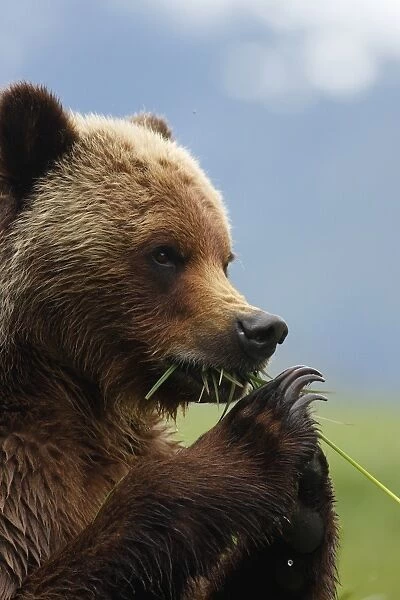 Grizzly Bear (Ursus arctos horribilis) adult, close-up of head and front paws