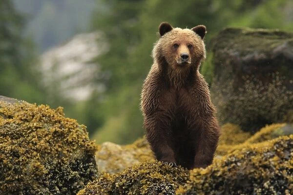 Grizzly Bear (Ursus arctos horribilis) adult, standing on shoreline rocks in temperate coastal rainforest