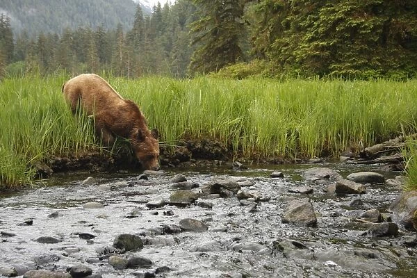 Grizzly Bear (Ursus arctos horribilis) adult, drinking from steam in clearing of temperate coastal rainforest