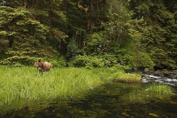 Grizzly Bear (Ursus arctos horribilis) adult, feeding on sedges beside stream in temperate coastal rainforest habitat