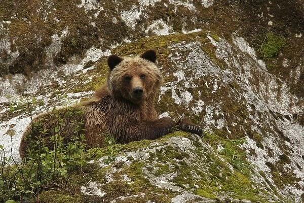 Grizzly Bear (Ursus arctos horribilis) adult, resting on cliff in temperate coastal rainforest, Inside Passage