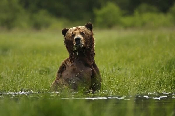 Grizzly Bear (Ursus arctos horribilis) adult, feeding on sedges in water at high tide, in temperate coastal rainforest