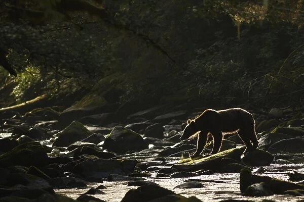 Grizzly Bear (Ursus arctos horribilis) adult, fishing for salmon, standing on rocks in river