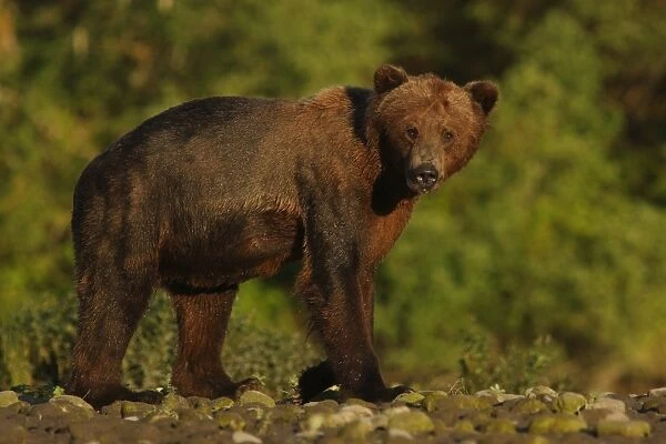 Grizzly Bear (Ursus arctos horribilis) adult, walking on gravel bar in temperate coastal rainforest, Inside Passage