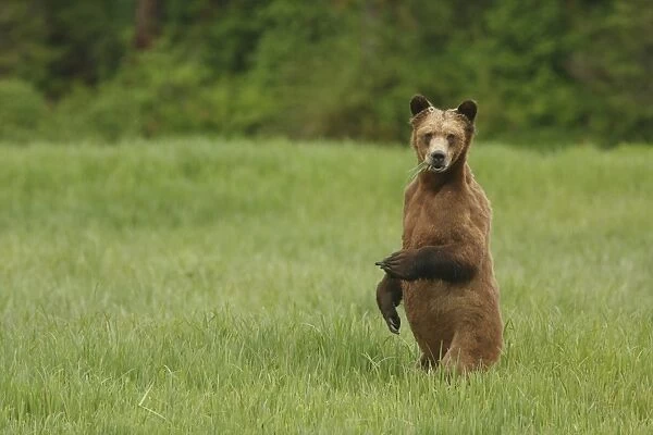 Grizzly Bear (Ursus arctos horribilis) adult, feeding on sedges, standing on back legs in clearing of temperate coastal