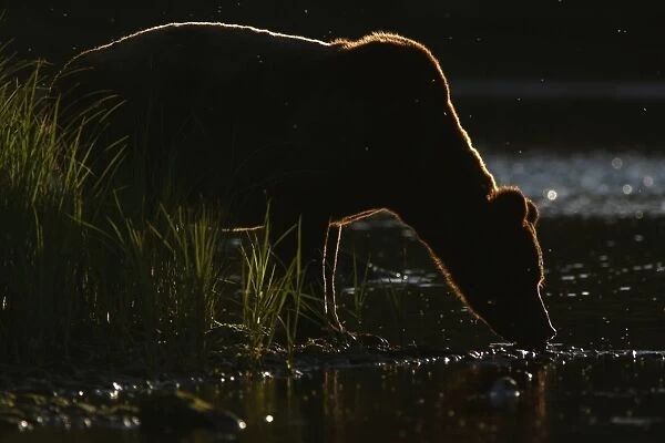 Grizzly Bear (Ursus arctos horribilis) adult, drinking from river, backlit in evening sunlight