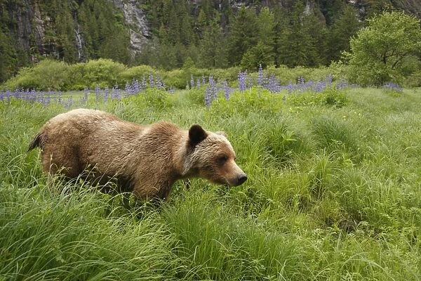 Grizzly Bear (Ursus arctos horribilis) adult, standing near Nootka Lupin (Lupinus nootkatensis)