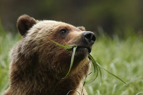 Grizzly Bear (Ursus arctos horribilis) adult, close-up of head, feeding on sedges in clearing of temperate coastal