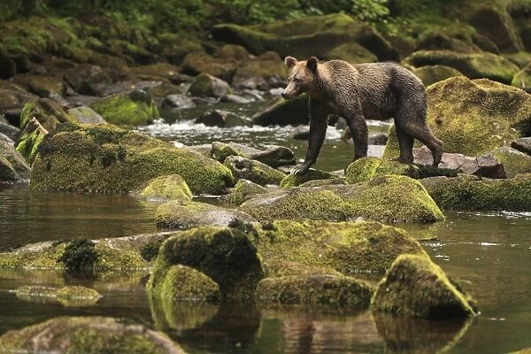 Grizzly Bear (Ursus arctos horribilis) adult, fishing for salmon, walking on rocks in river of temperate coastal