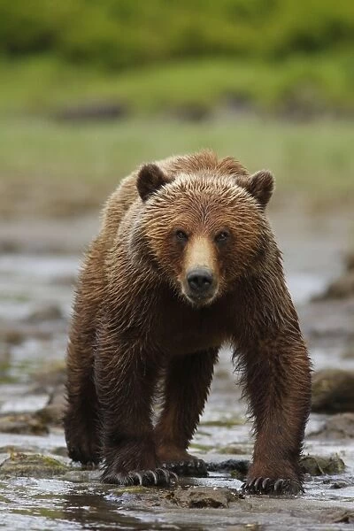 Grizzly Bear (Ursus arctos horribilis) adult, walking on estuary shoreline in temperate coastal rainforest