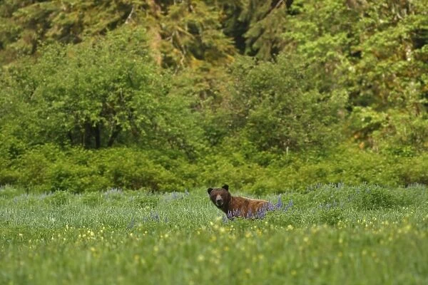 Grizzly Bear (Ursus arctos horribilis) adult, standing amongst wildflowers in clearing of temperate coastal rainforest