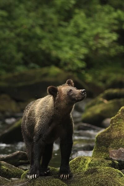 Grizzly Bear (Ursus arctos horribilis) adult, standing on rocks at edge of river in temperate coastal rainforest
