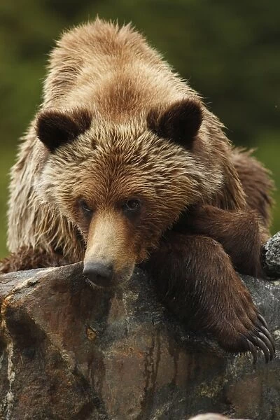 Grizzly Bear (Ursus arctos horribilis) adult, resting on rock in temperate coastal rainforest, Inside Passage
