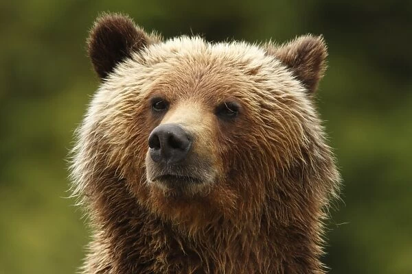 Grizzly Bear (Ursus arctos horribilis) adult, close-up of head, in temperate coastal rainforest, Inside Passage